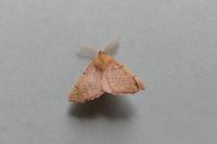 Colotois pennaria