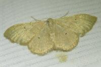 Idaea