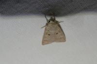 Ammoconia caecimacula