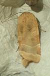 Noctua fimbriata