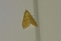 Ostrinia nubilalis