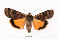 Noctua pronuba