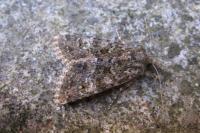 Polymixis lichenea
