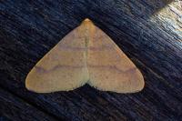 Phigaliohybernia aurantiaria