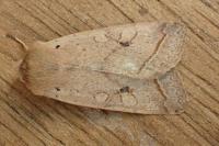 Leptologia macilenta