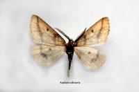 Aspitates ochrearia