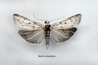 Myelois circumvoluta
