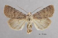 Hoplodrina respersa
