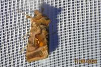 Autographa jota