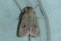 Xestia castanea