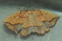 Epione repandaria