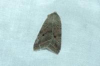 Leptologia lota