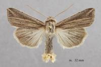 Mythimna riparia