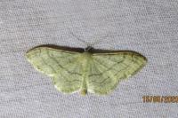 Idaea aversata