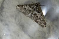 Agriopis leucophaearia