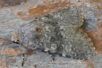 Polymixis dubia