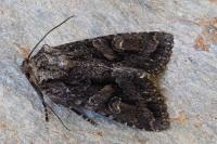 Dryobotodes tenebrosa