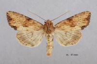 Apamea sublustris