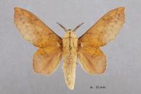 Gastropacha populifolia