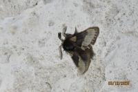 Poecilocampa populi populi