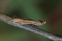 Selagia spadicella
