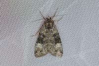 Anaplectoides prasinus