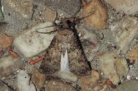 Agrotis segetum