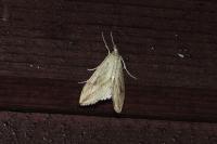 Evergestis forficalis