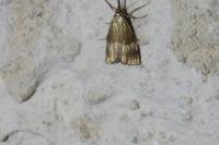 Chrysocrambus linetella