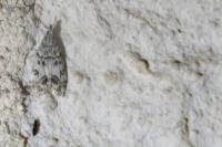 Eudonia lacustrata