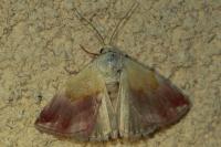 Eublemma purpurina