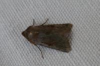 Anchoscelis haematidea