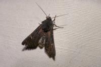 Aporophyla nigra