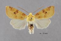 Cirrhia icteritia