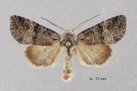 Brachylomia viminalis