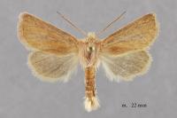 Denticucullus pygmina
