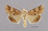 Eremobia ochroleuca