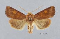 Amphipoea oculea