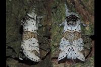 Furcula furcula
