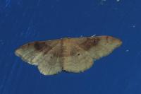 Idaea degeneraria