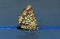 Chiasmia clathrata