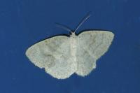 Cabera exanthemata