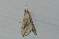 Evergestis forficalis