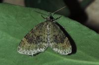 Acasis viretata