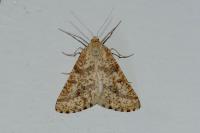 Aspitates ochrearia