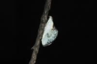 Cilix glaucata