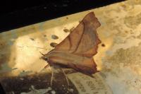 Ennomos fuscantaria