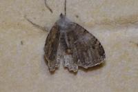 Triphosa dubitata