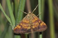 Pyrausta aurata