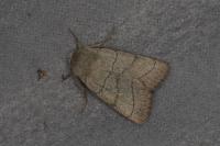 Charanyca trigrammica